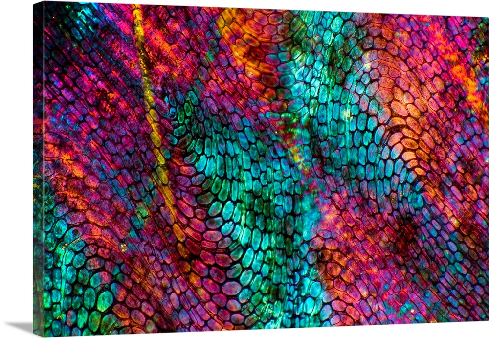 Eel skin. Polarised light micrograph of skin from a European eel (Anguilla anguilla). The eel is a fish that has extremely...