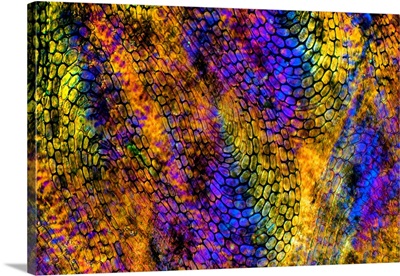 Eel Skin, Light Micrograph