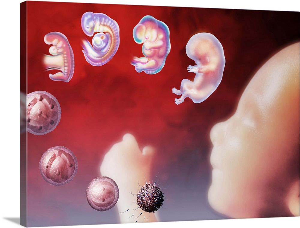 Embryo development. Illustration depicting an embryo at various stages of development (earliest to latest, clockwise), sur...