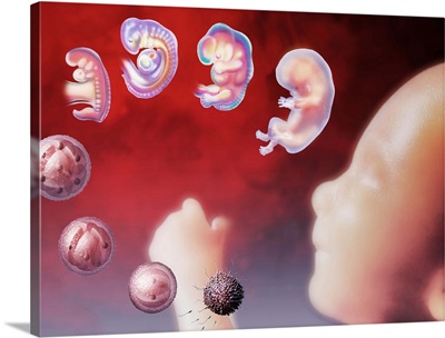 Embryo development