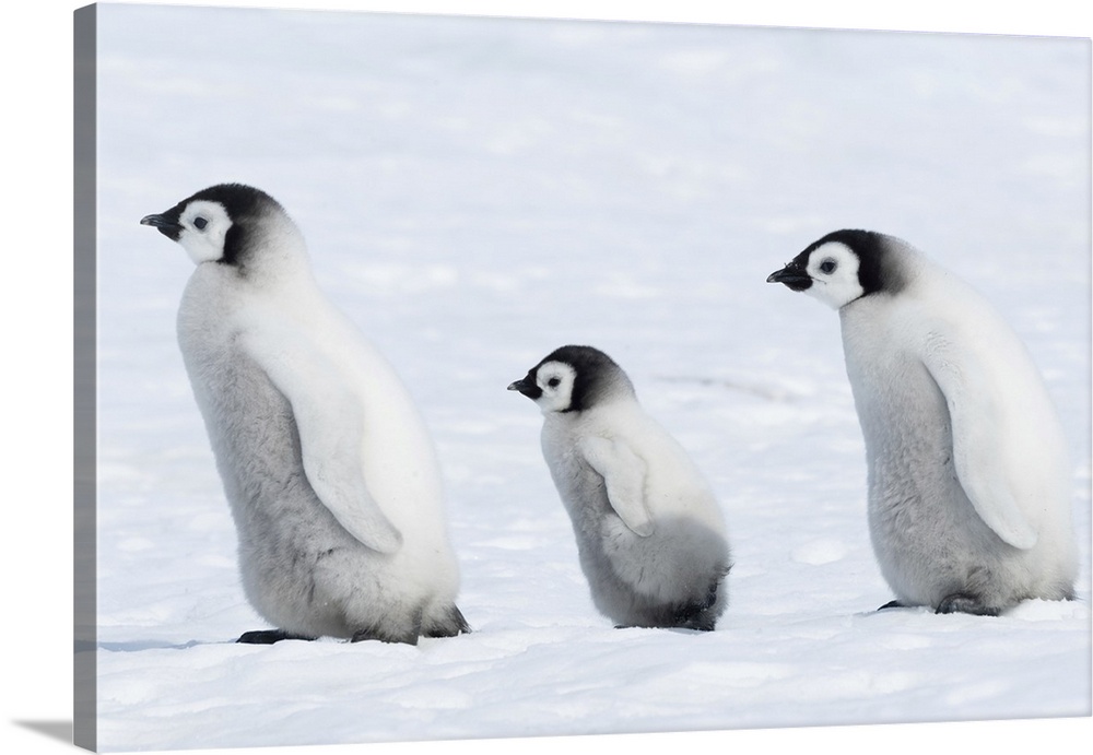 Emperor penguin (Aptenodytes forsteri) chicks in a group. This is the only penguin to breed during the Antarctic winter. C...