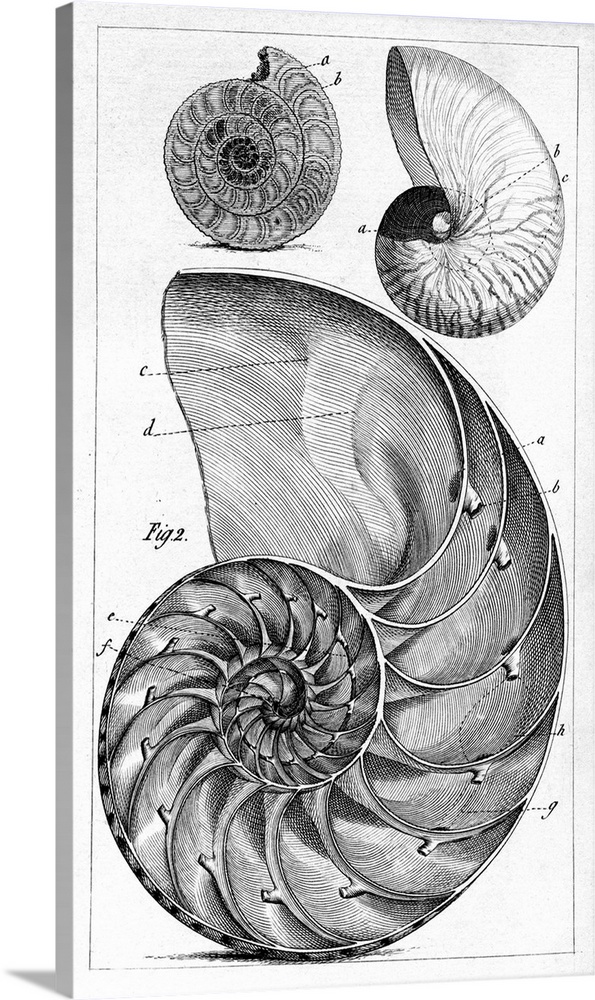 Engraving of a nautilus and an ammonite. The nautilus is one of the species of marine cephalopods of the family Nautilidae...