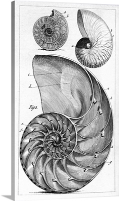Engraving of a nautilus and an ammonite