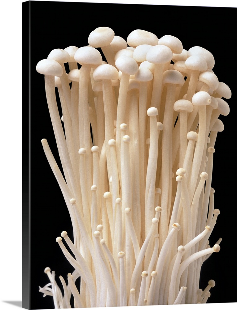 Enoki mushrooms (Flammulina velutipes) in a cluster. These mushrooms only form clusters when grown in artificial condition...