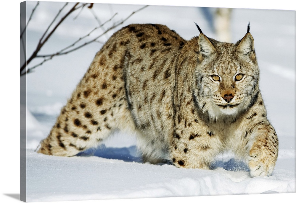 Eurasian lynx in snow. The Eurasian lynx (Lynx lynx) is a medium-sized cat native to European and Siberian forests, South ...