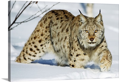 Eurasian Lynx In Snow