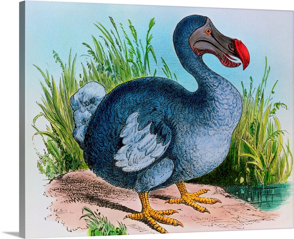 Engraving of the extinct dodo. The dodo was a distant relative of the pigeon. Roughly the size of a swan, it was heavily-b...
