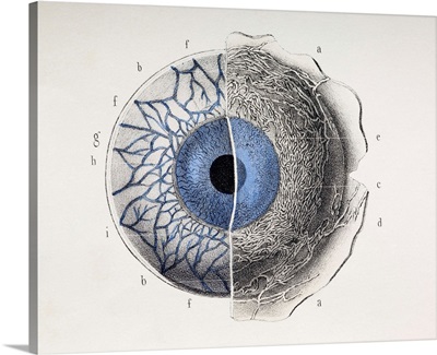 Eye anatomy, 1844 artwork