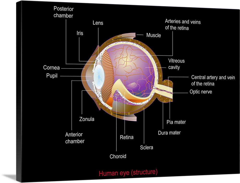 Eye anatomy, computer artwork. At the front of the eye is the cornea, a transparent coating. Behind this is the lens, whic...