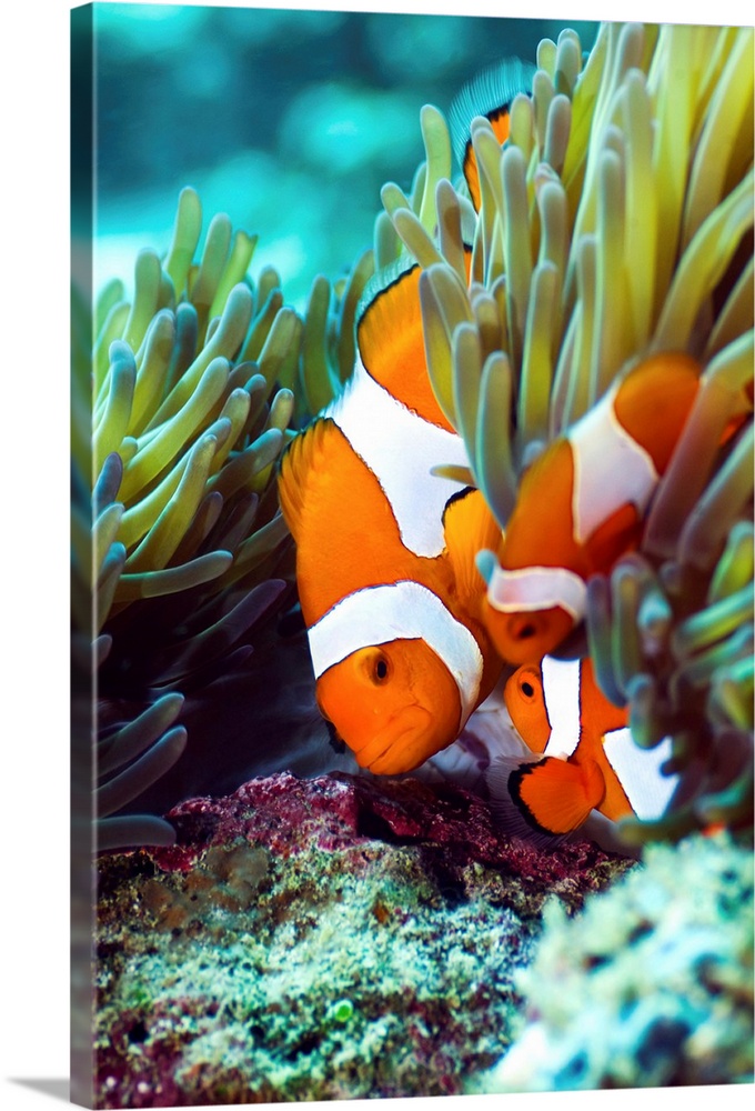 False clown anemonefish (Amphiprion ocellaris) amongst anemone tentacles. Seen here are a female and two small males. Phot...