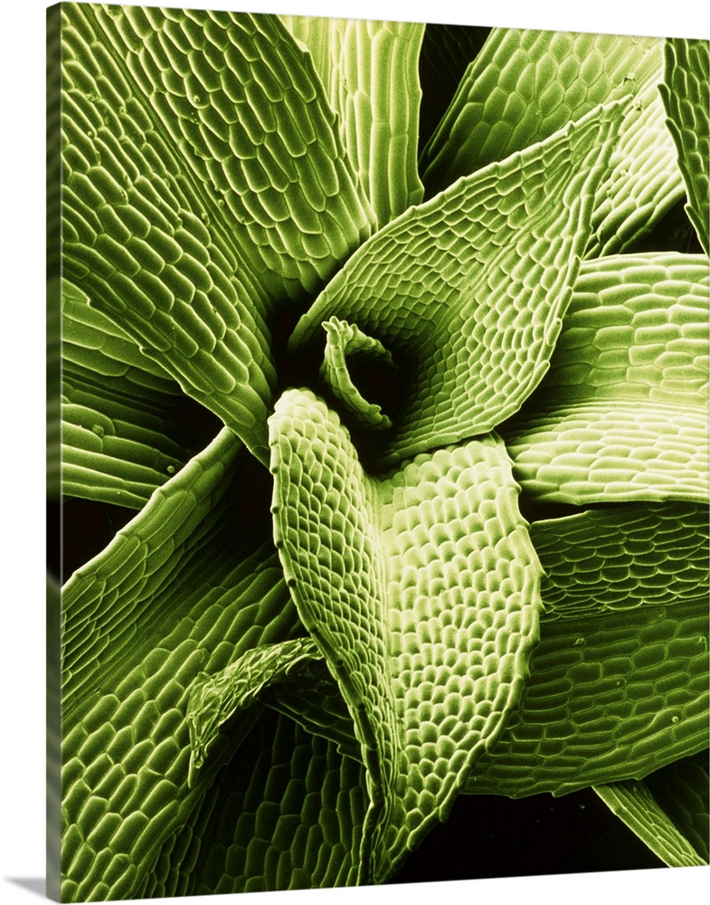 False-colour scanning electron micrograph of a vegetative shoot of the moss Physcomitrella patens. The leaves of mosses ar...