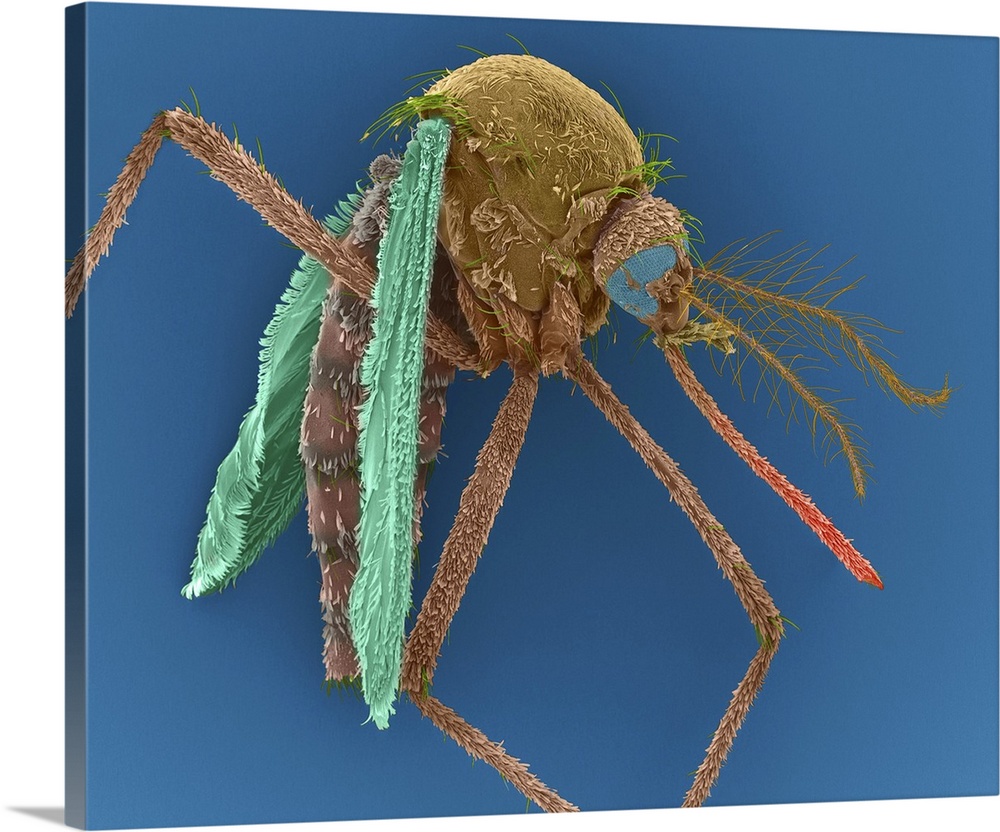 Coloured scanning electron micrograph (SEM) of Female Asian tiger mosquito, Aedes albopictus. Dengue fever carrier. Aedes ...