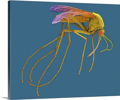 Female Mosquito, SEM