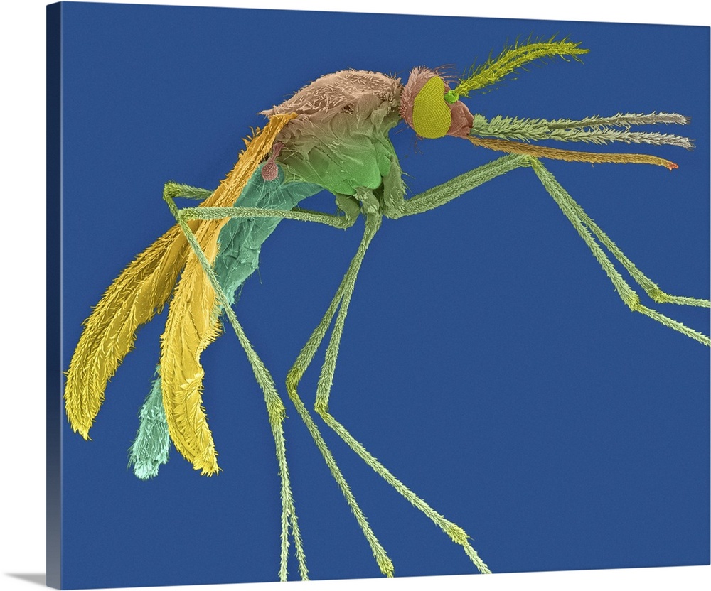 Coloured scanning electron micrograph (SEM) of Female mosquito with prominent antenna, maxillary palps and proboscis (Anop...
