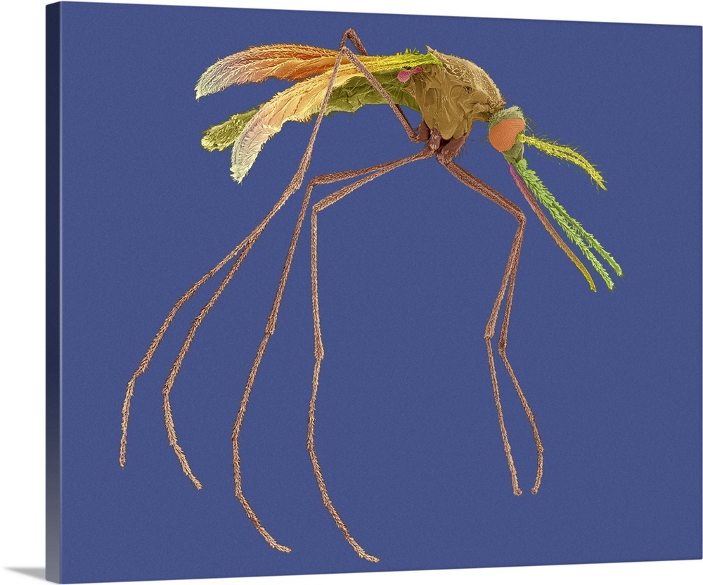 Coloured scanning electron micrograph (SEM) of Female mosquito with prominent antenna, maxillary palps and proboscis (Anop...