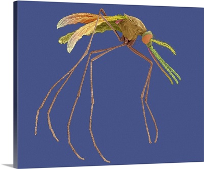 Female Mosquito, SEM