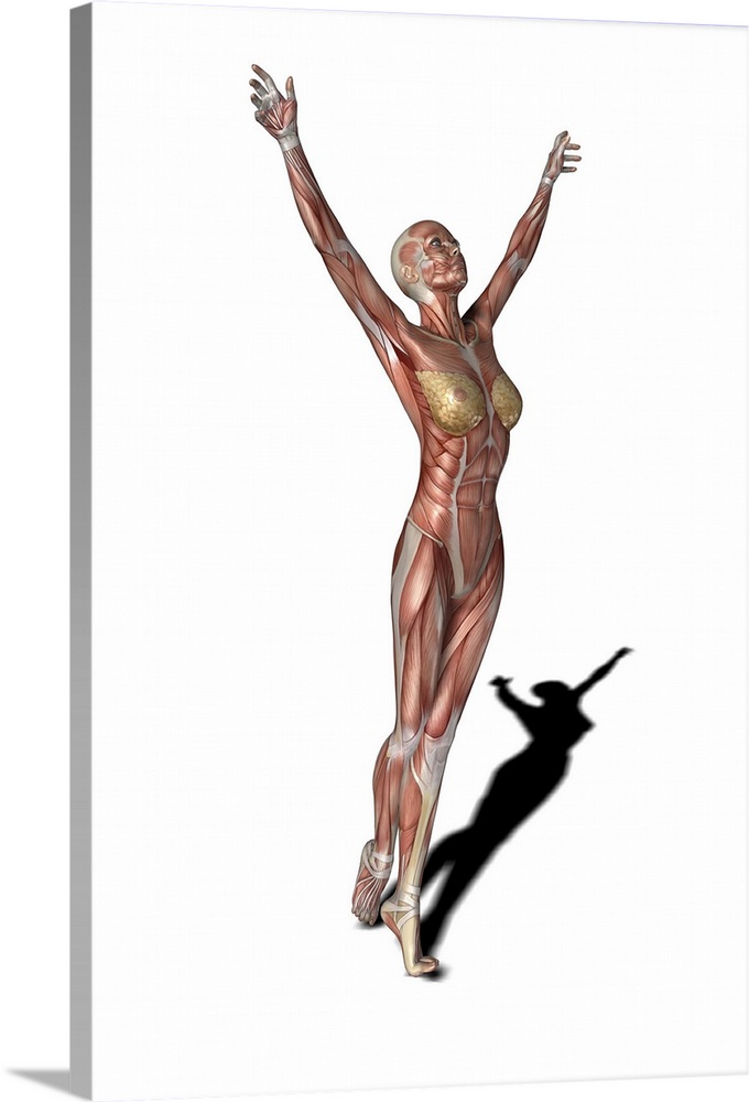 Female muscles. Computer artwork showing the muscle structure of a woman ballet dancing. These are skeletal, or voluntary,...
