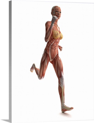 Female muscles, artwork