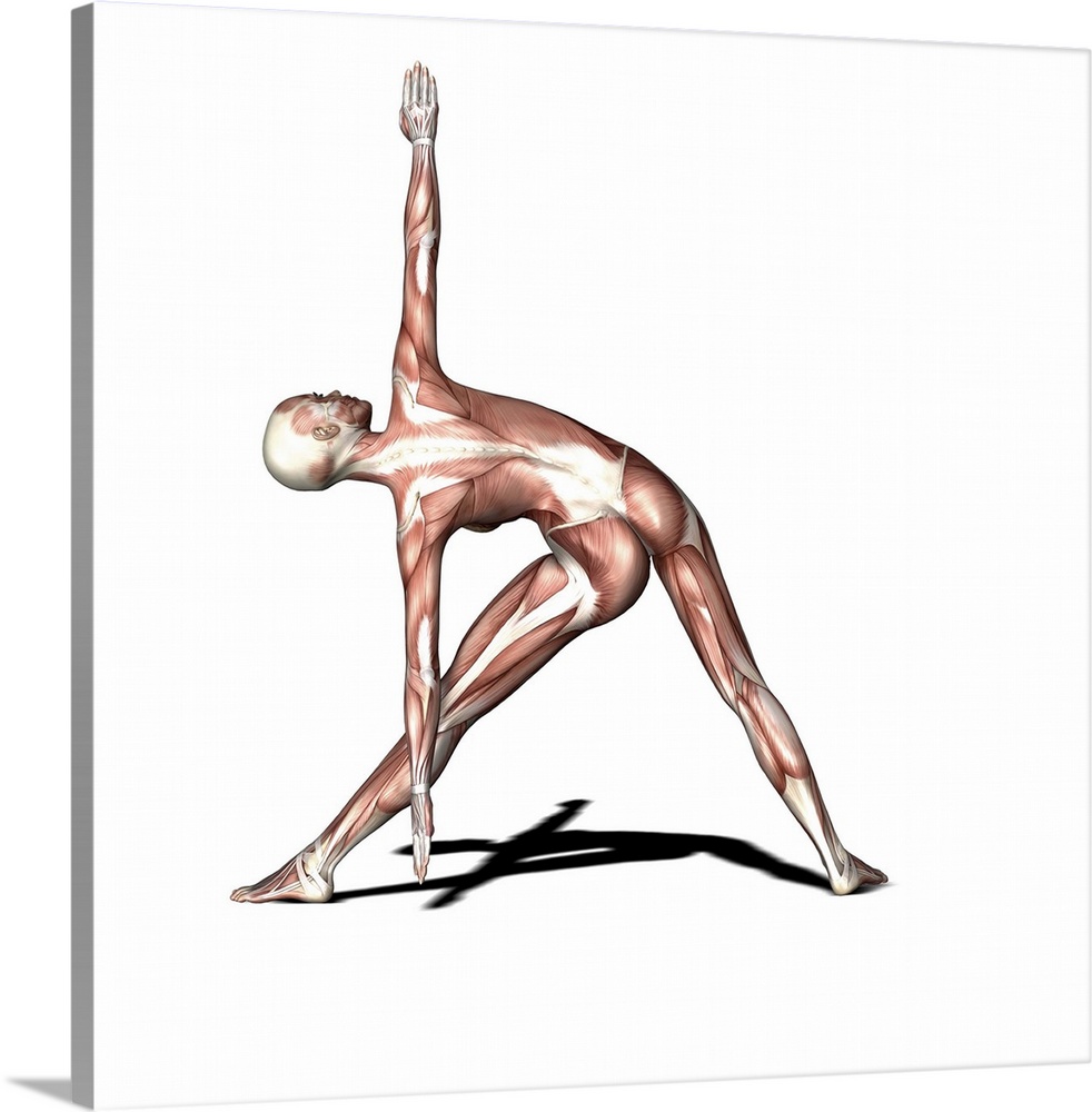 Female muscles. Computer artwork showing the muscle structure of a woman practicing yoga. Here she is in the extended tria...
