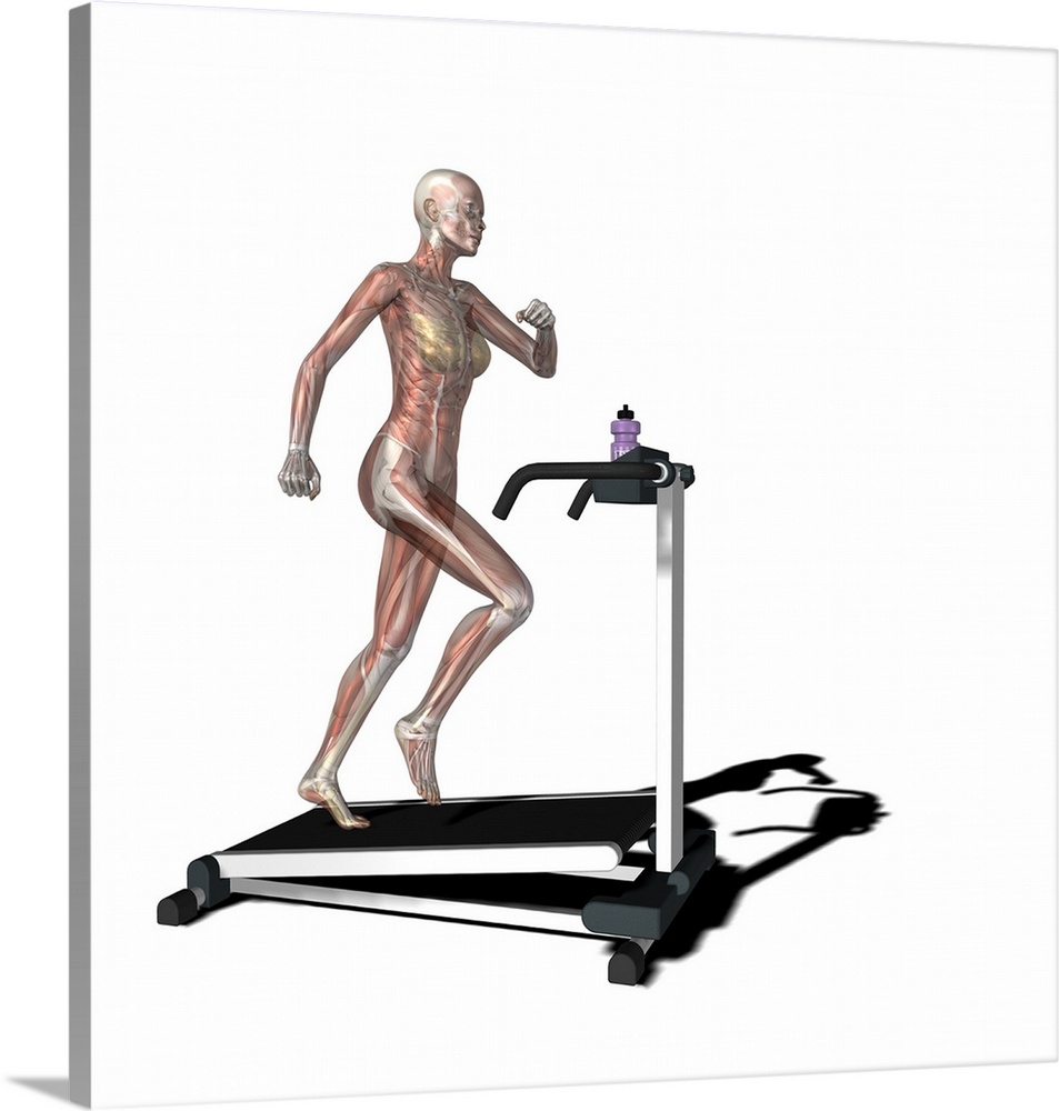Female muscles. Computer artwork showing the muscle and bone structure of a woman on a running machine. These are skeletal...