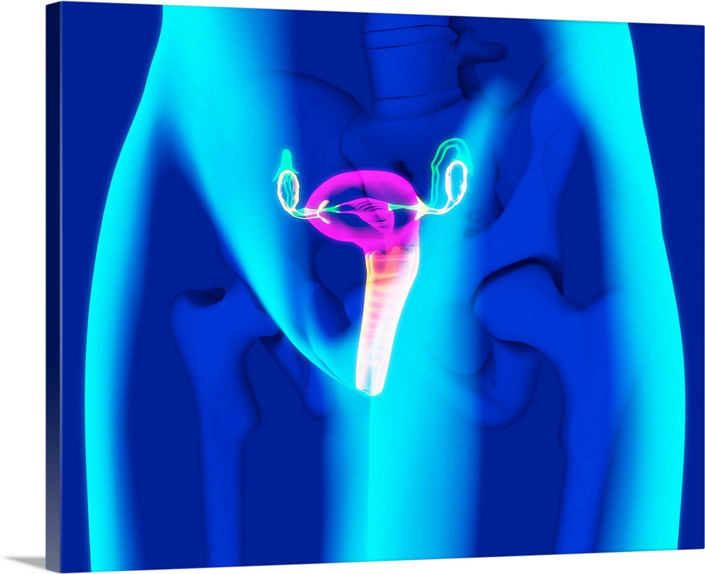 Female reproductive system, computer artwork.