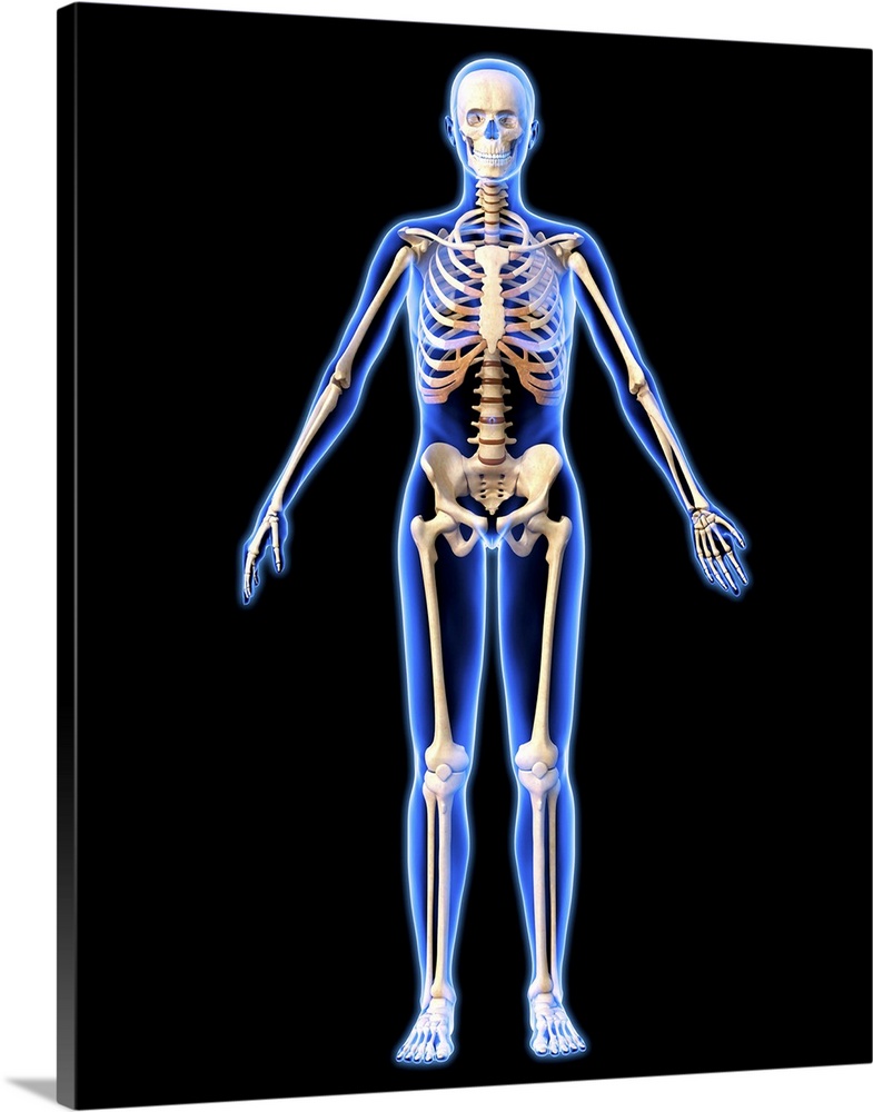 Female skeleton, computer artwork. The human skeleton has 206 bones. The skull (at top) protects the brain. The ribs of th...