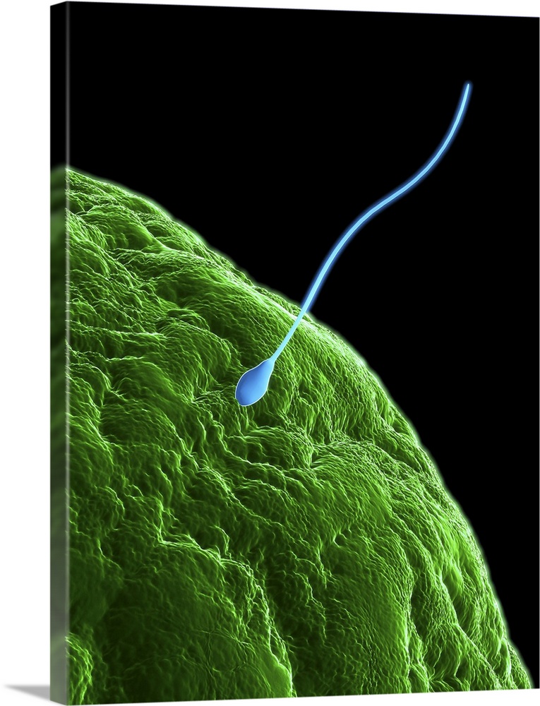 Fertilisation. Computer artwork of a sperm cell (purple) penetrating a human egg (ovum). Each sperm (spermatozoan) has a r...