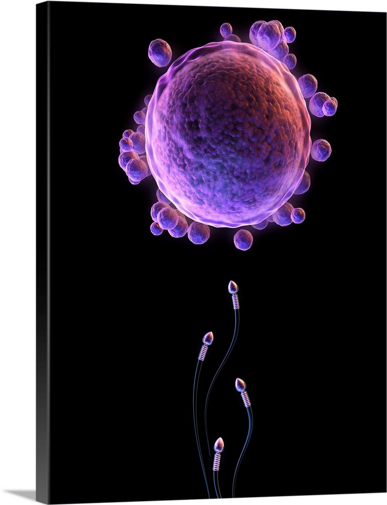 Fertilisation. Computer artwork of sperm swimming towards an egg.