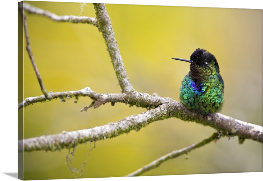 Fiery-throated hummingbird on a branch. The fiery-throated hummingbird (Panterpe insignis) is a medium-sized hummingbird (...