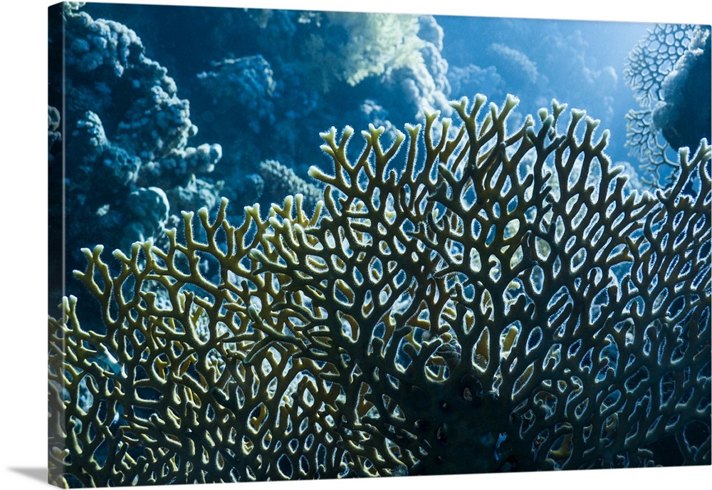 Fire coral (Millepora dichotoma). Fire corals are not true corals, but hydrozoans or hydroids. Visible here are small stin...