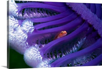Fish hiding in a sea pen