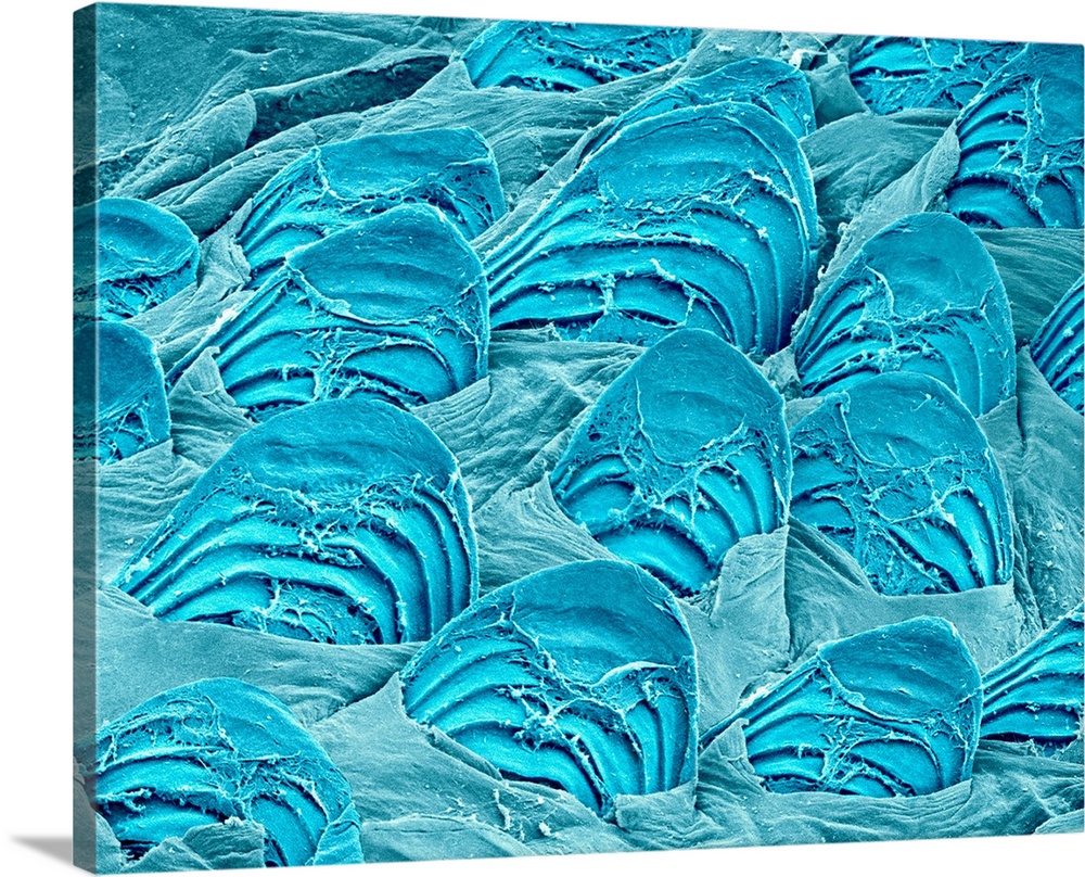 Fish scales, coloured scanning electron micrograph (SEM). The scales are not shed, but grow with the fish, resulting in th...