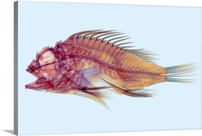 Fish, X-ray