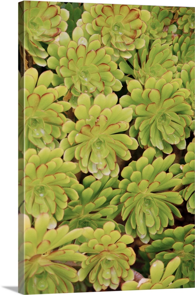Fisiulera plants (Aeonium arboreum), seen from above. These succulent plants are native to Morocco. They grow up to a metr...