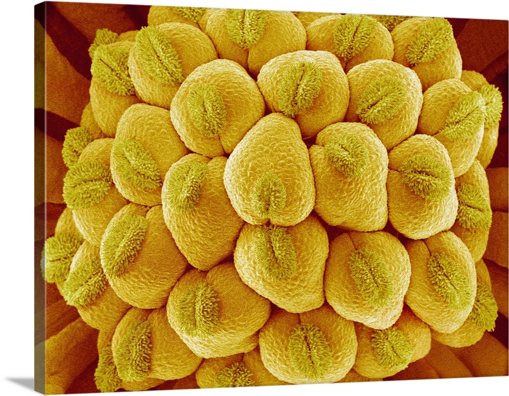 Flower pistil. Coloured scanning electron micrograph (SEM) of a flower pistil. The pistil is the female reproductive part ...
