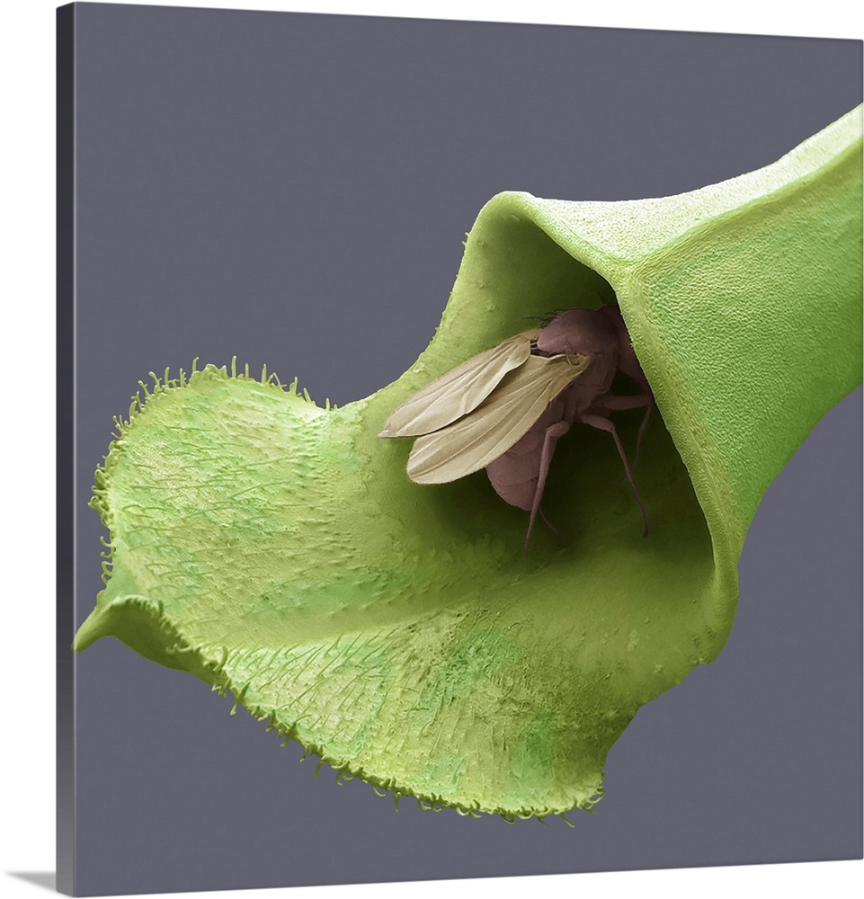 Fly in pitcher plant trap, coloured scanning electron micrograph (SEM). Nepenthes pitcher plants are tropical carnivorous ...