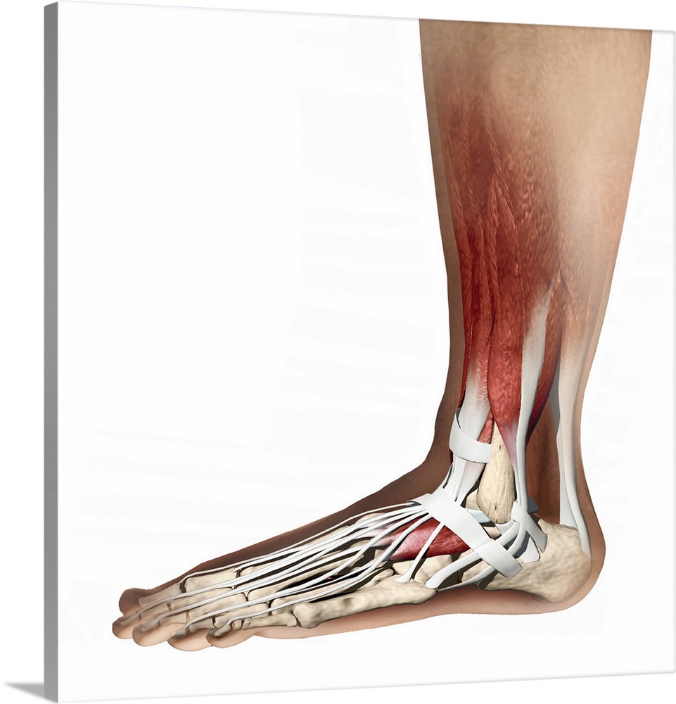 Foot anatomy, computer artwork. Muscles are red, tendons and ligaments are white, and bones are cream. At lower right is t...