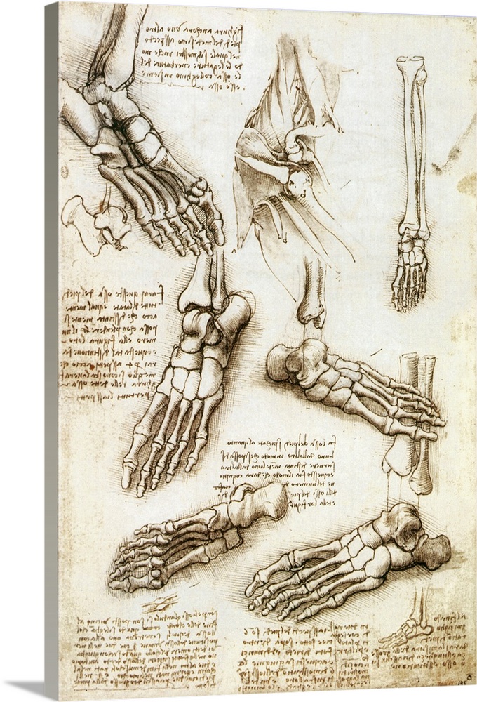 Foot anatomy by Leonardo da Vinci. Historical artwork and notes on the anatomy of the bones of the human foot, by the Ital...