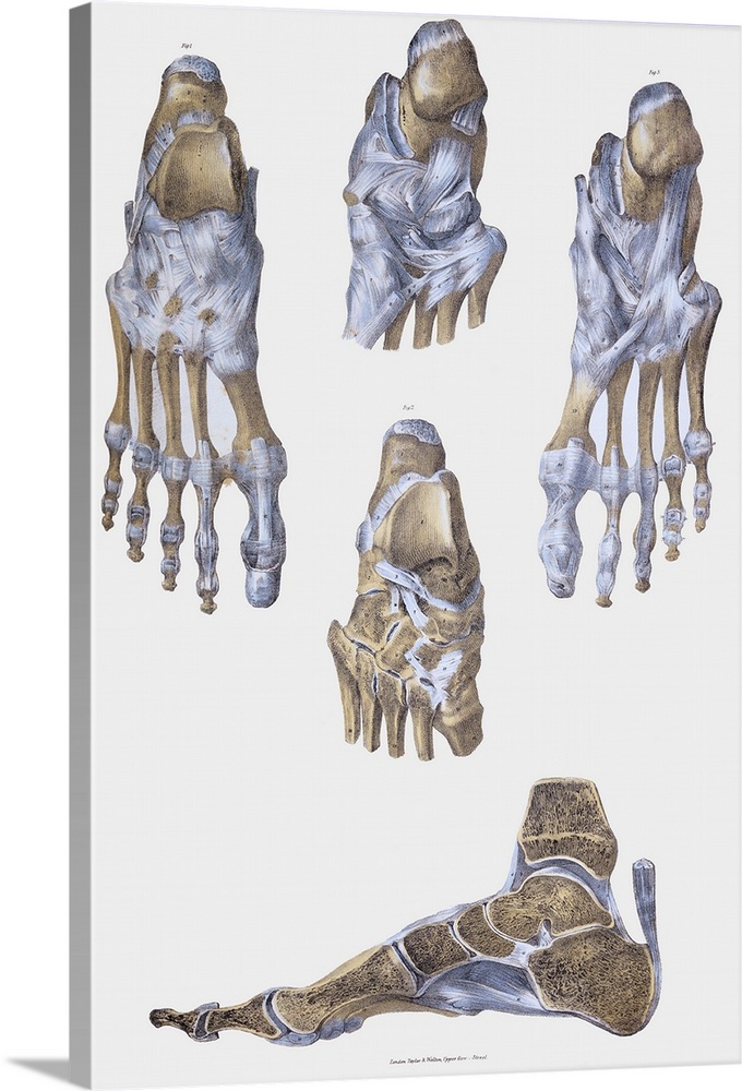 Foot bones and ligaments. Historical anatomical artwork of foot bones (yellow) and ligaments (pale blue). Ligaments are ba...