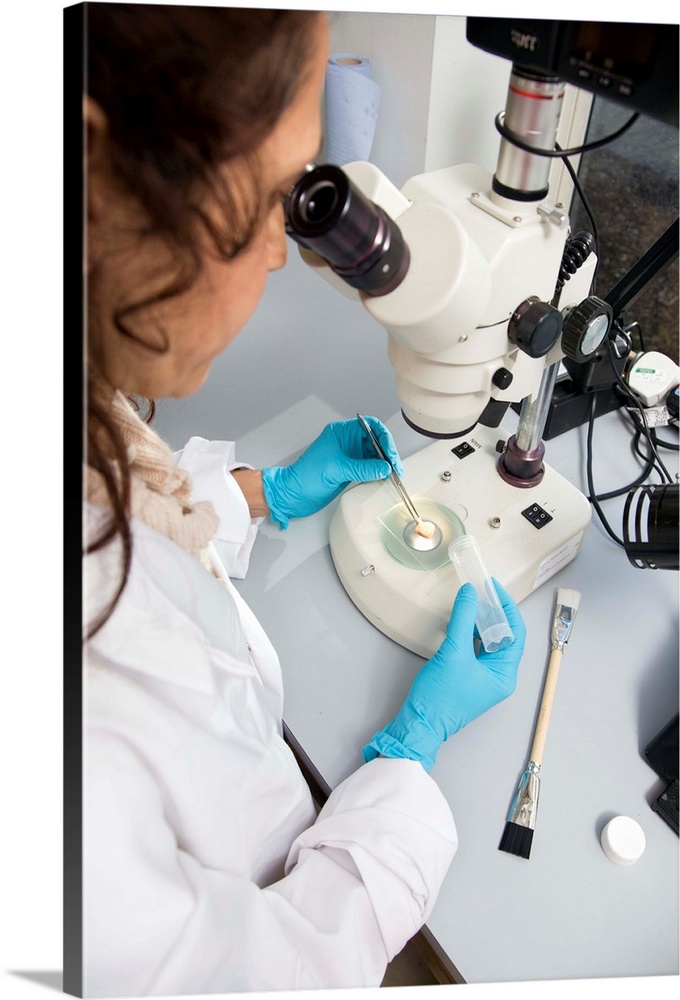 MODEL RELEASED. Bone analysis. Forensic scientist using a high-powered optical microscope to examine a fragment of human b...