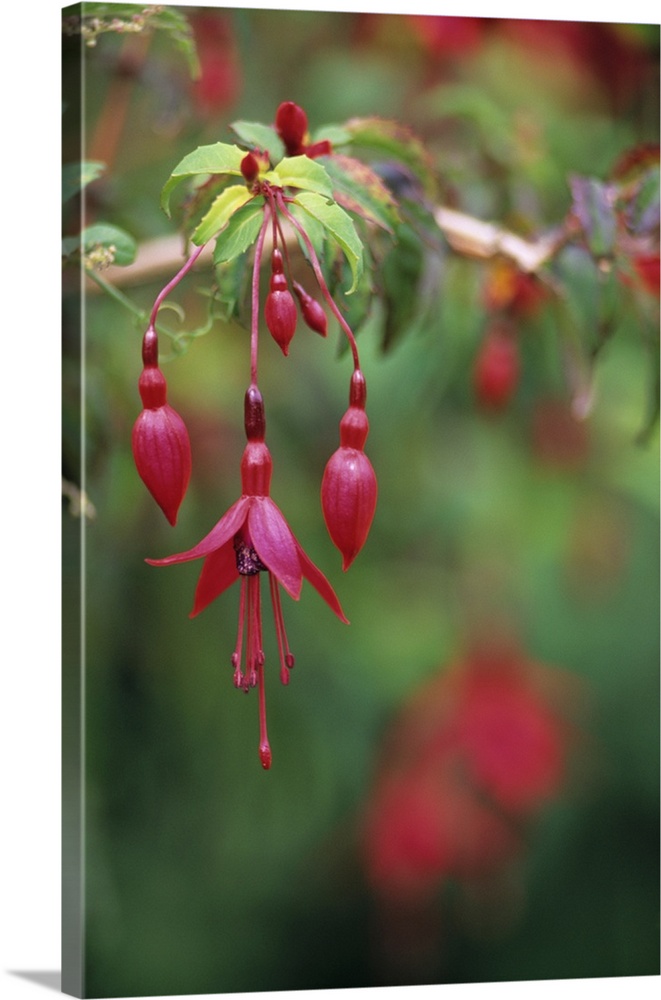 Fuchsia flowers (Fuchsia sp.).