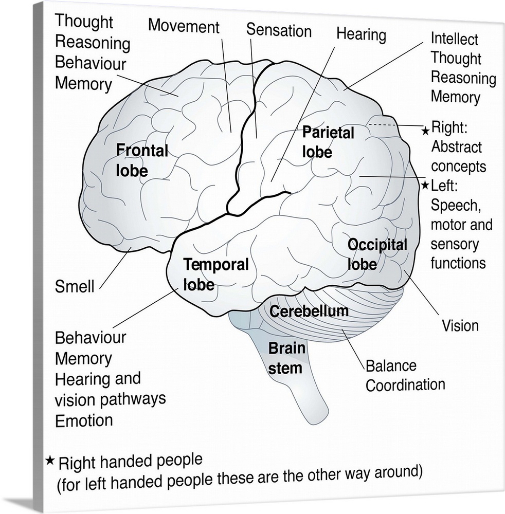 Artwork showing the functional areas of the brain, including the cerebral regions involved in thought, memory, smell, hear...