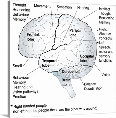Functional areas of the brain, artwork