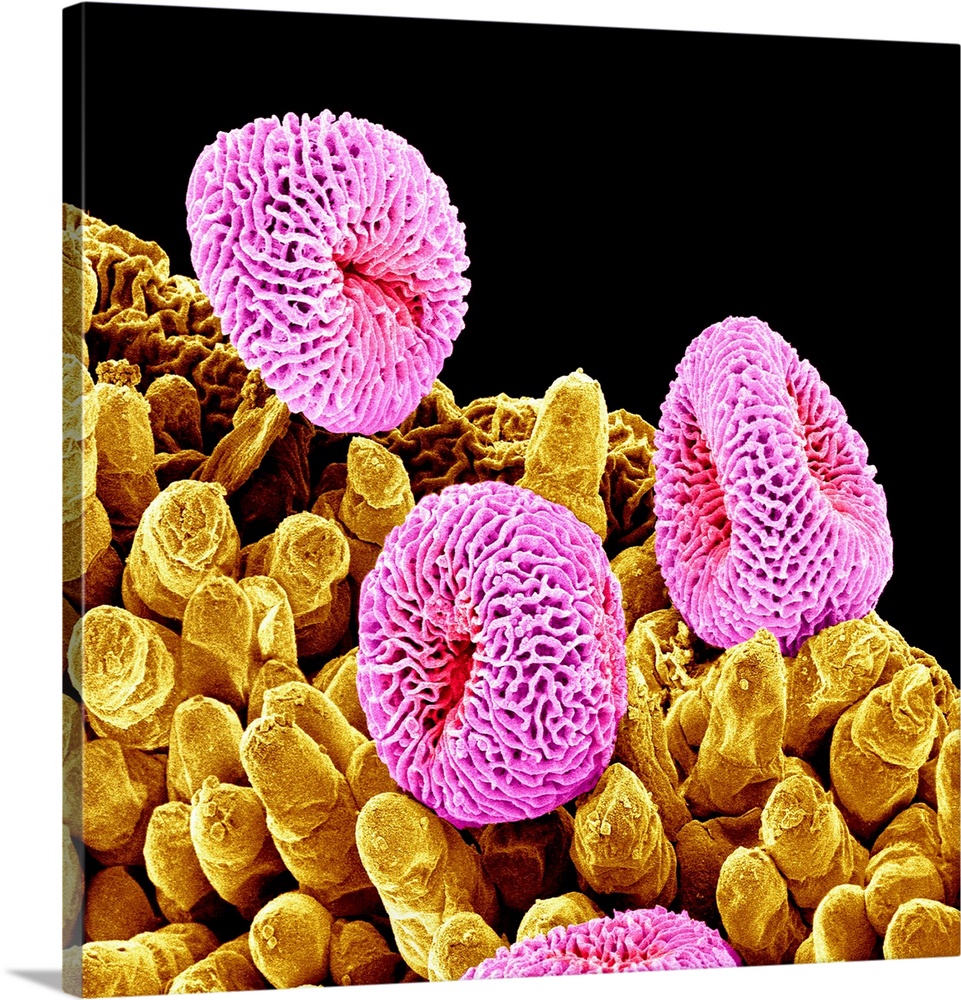 Geranium pollen. Coloured scanning electron micrograph (SEM) of pollen (pink) on the stamen of a geranium flower (Geranium...