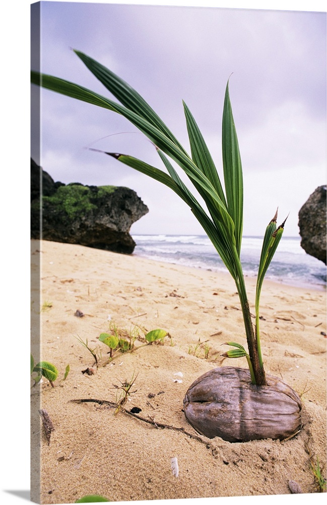 Germinating coconut palm (Cocos nucifera) on a beach in Barbados. A coconut palm can grow up to 30 metres high and will be...