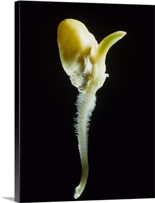 Germination of a maize seed, Zea mays