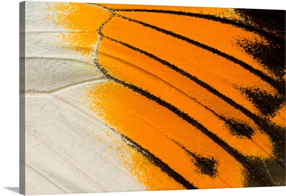 A macro abstract image of an upper wing section of a giant orange-tip butterfly (Hebomoia glaucippe) showing the bright pa...