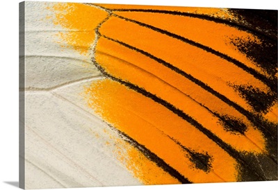 Giant Orange-Tip Butterfly Wing Markings