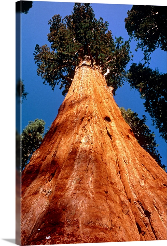 Giant Sequoia. Wide-angle view along the trunk of 'General Sherman', officially the largest Giant Sequoia tree. The Giant ...