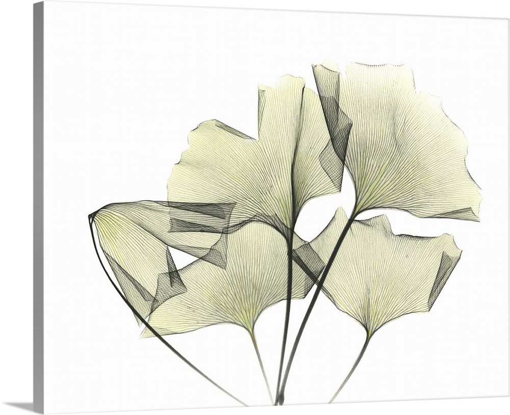 Ginkgo plant leaves, coloured X-ray.